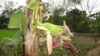  Cây chuối trổ buồng từ giữa thân