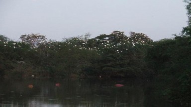  Bình Định: Cò đậu dày đặc dọc sông Cầu Bún