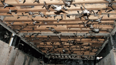 Quy hoạch vùng nuôi yến tại TP. HCM