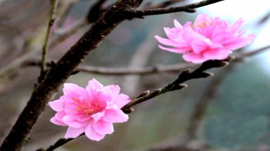Làm thế nào để hãm hoa đào nở vào đúng Tết?