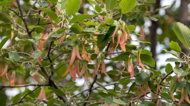 Giá trị làm thuốc của cây Dầu rái