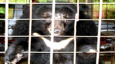  Gấu Việt Nam đến...đất Mỹ