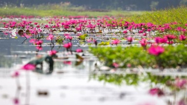 Cá rô non nấu canh rau đắng đất