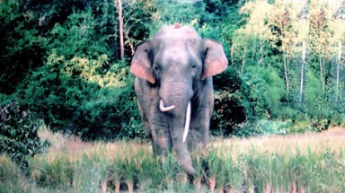  Bảo vệ voi hiệu quả bằng hàng rào điện