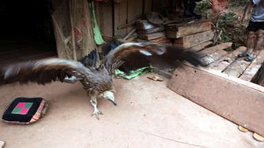  Hình ảnh chim lạ bên hồ sông Đà 