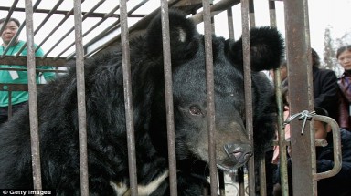 Gấu nhịn đói đến chết để khỏi bị lấy mật