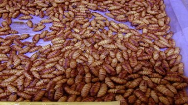 Nhộng tằm chứa nhiều calci và phosphor
