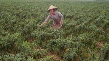 Lá ớt, lá chuối bán tiền tỷ