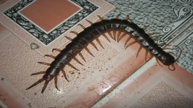  Quảng Nam: Bắt được rết “khổng lồ” 