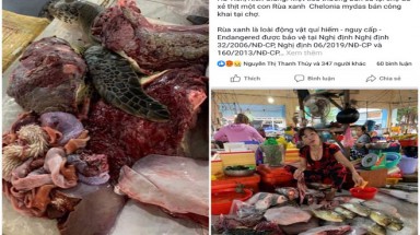 "Sốc" với hành vi mổ thịt rùa biển quý hiếm bán... ở chợ