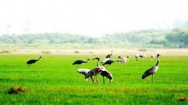  Chào đón 200 sếu đầu đỏ đến ĐBSCL trú ngụ