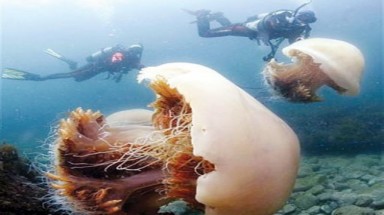  Sứa thống trị thế giới?