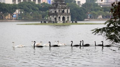 Hà Nội thả đàn thiên nga xuống hồ Hoàn Kiếm