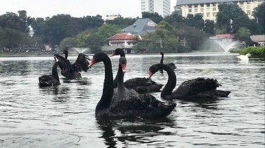 Tạm dừng thí điểm thả thiên nga ở hồ Hoàn Kiếm