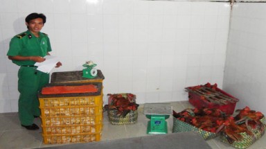 TP.HCM: Phát hiện hàng trăm ký thịt bò “bẩn”