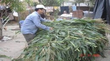 Dùng phụ phẩm nông nghiệp làm thức ăn cho bò 