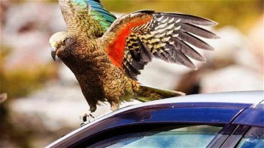 Vẹt trộm 1.100 USD của khách du lịch