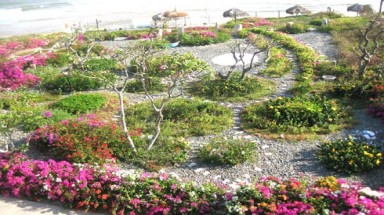 Giữ môi trường bãi biển bằng thảm hoa