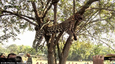  Báo dữ vào làng cắn nát mặt người