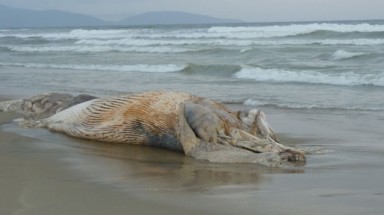  Xác cá ông dạt vào bờ biển
