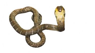 Ly kỳ chuyện đi tìm rắn chúa Xa Mát