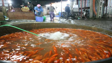  Tăng giá cá cảnh.. Tiễn ông Táo về trời