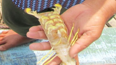  Ngư dân bỏ nghề vì ốc lạ