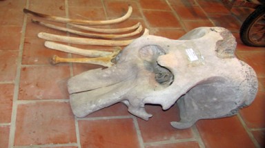 Voi Hà Tĩnh kêu cứu