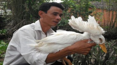  Vịt 3 cánh ở Vĩnh Long 