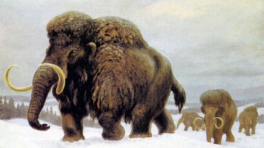  Ma mút tiền sử tái xuất hiện ở Siberia?