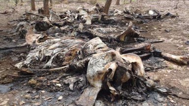  Tàn sát voi rừng ở châu Phi