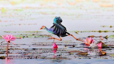  Những hình ảnh đáng yêu của động vật hoang dã 