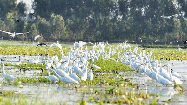 Long An thực hiện nhiều giải pháp bảo tồn đa dạng sinh học