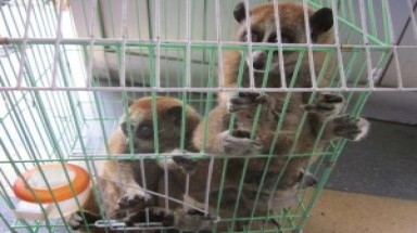 Giải cứu thành công ba cá thể cu li tại TP Hồ Chí Minh 