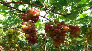 Biến đổi khí hậu tác động đến cây nho ở Ninh Thuận