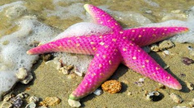  Tuyệt đẹp các động vật mang màu hồng 