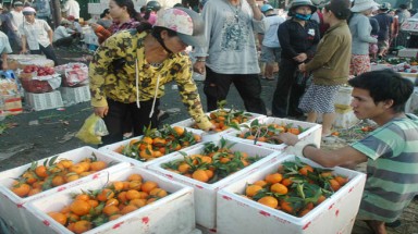  Kinh hoàng trái cây tẩm hóa chất