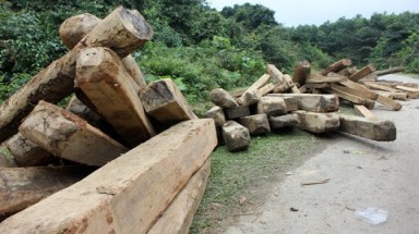  Phát hiện vụ phá rừng lớn nhất Hà Tĩnh