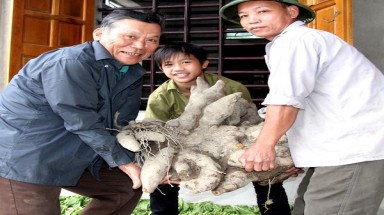Nghệ An: Một nông dân phát hiện củ khoai Vạc nặng hơn 60kg