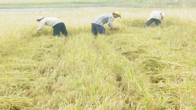 Đất nông nghiệp: Gia hạn thêm 20 năm