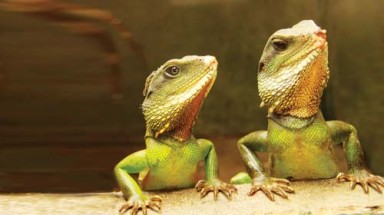  O bế rồng đất