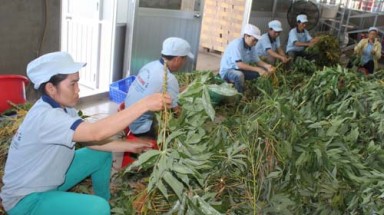 Xuất khẩu lá khoai mì, lá dứa... sang EU