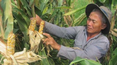 Tây Ninh: Nông dân bẽ bàng vì bắp cao sản... không hạt