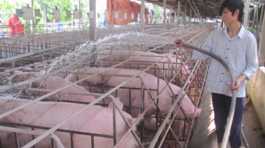  Người dùng sợ, người nuôi khổ