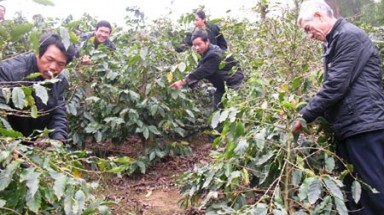 Công ty Vinacaphe Quảng Trị bán hết vườn cà phê của dân