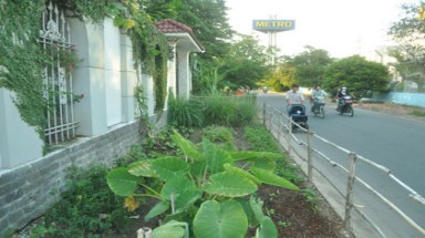  Trồng rau trên vỉa hè