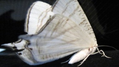  Phát hiện bướm trắng lạ ở Nghệ An