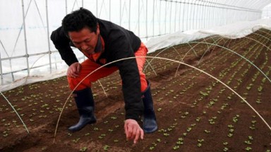  Phủ xanh quê hương