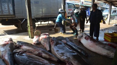  Quảng Ngãi: Một tàu cá  săn được 40 con cá mập