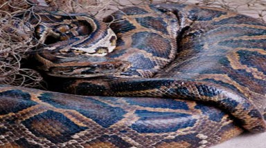  Trăn gấm quý nặng 100 kg chết vì...ung thư phổi